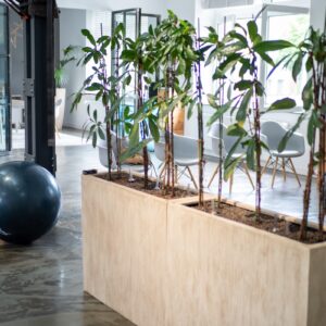 Offener Bereich mit Pflanzen und Sitzmöglichkeiten.